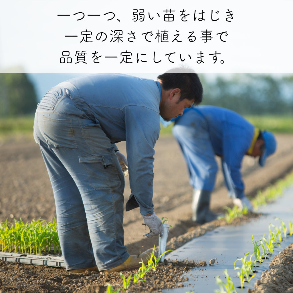 豊とうきびセット 8本セット