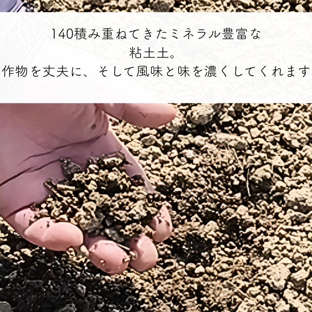豊とうきびセット 8本セット