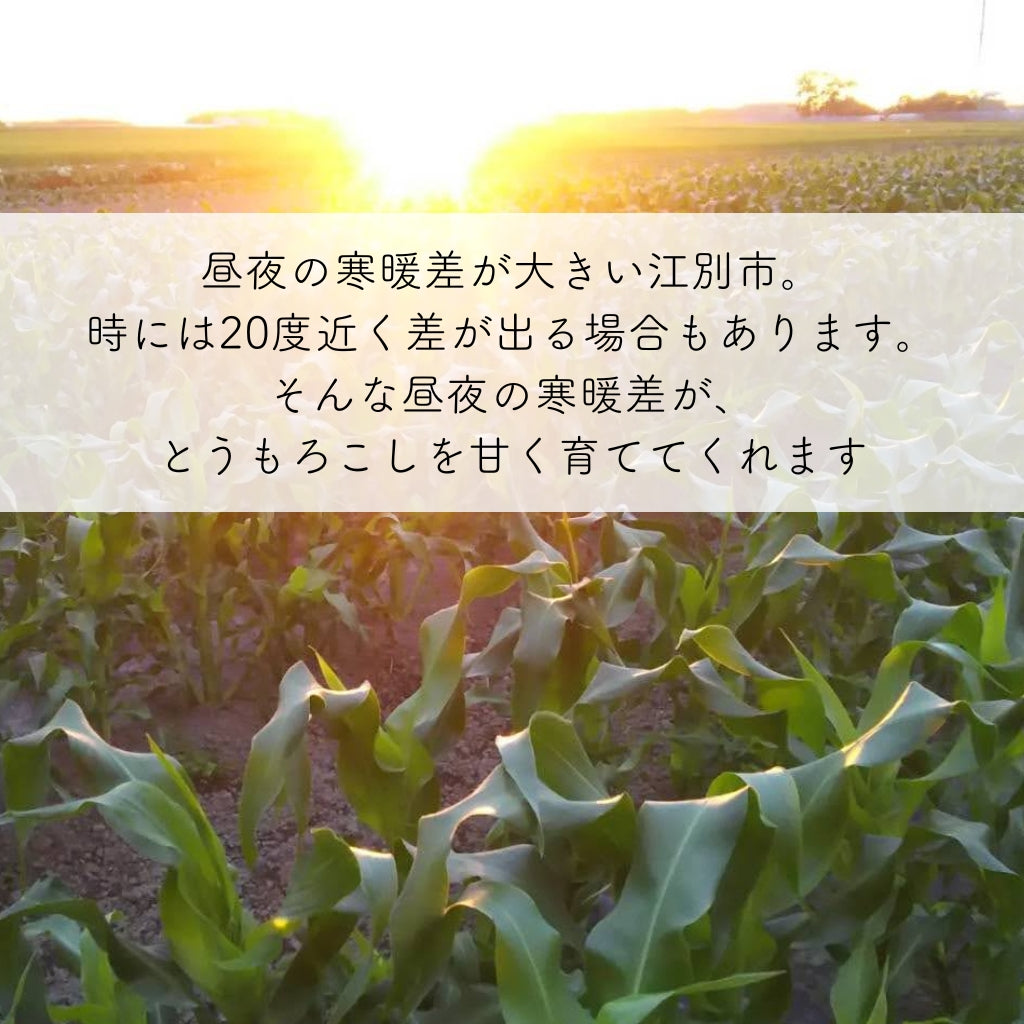 豊とうきびセット 8本セット