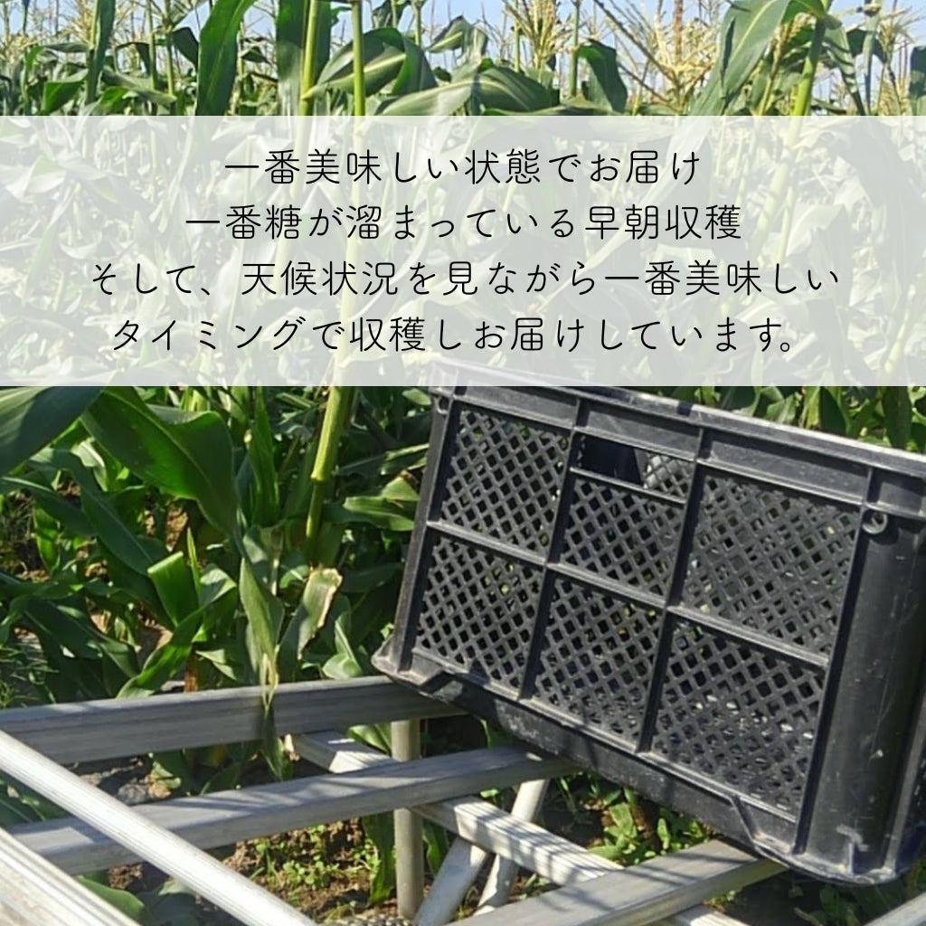 豊とうきびセット 8本セット