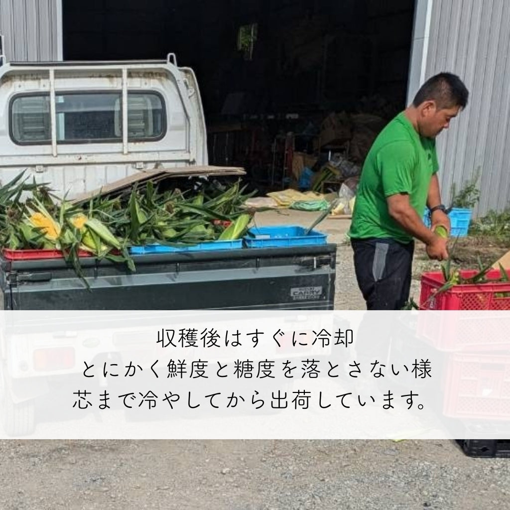 豊とうきびセット 8本セット