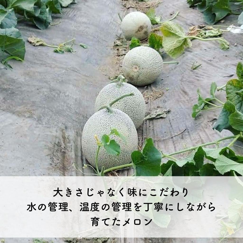 【予約限定】夢めろん 2玉入り