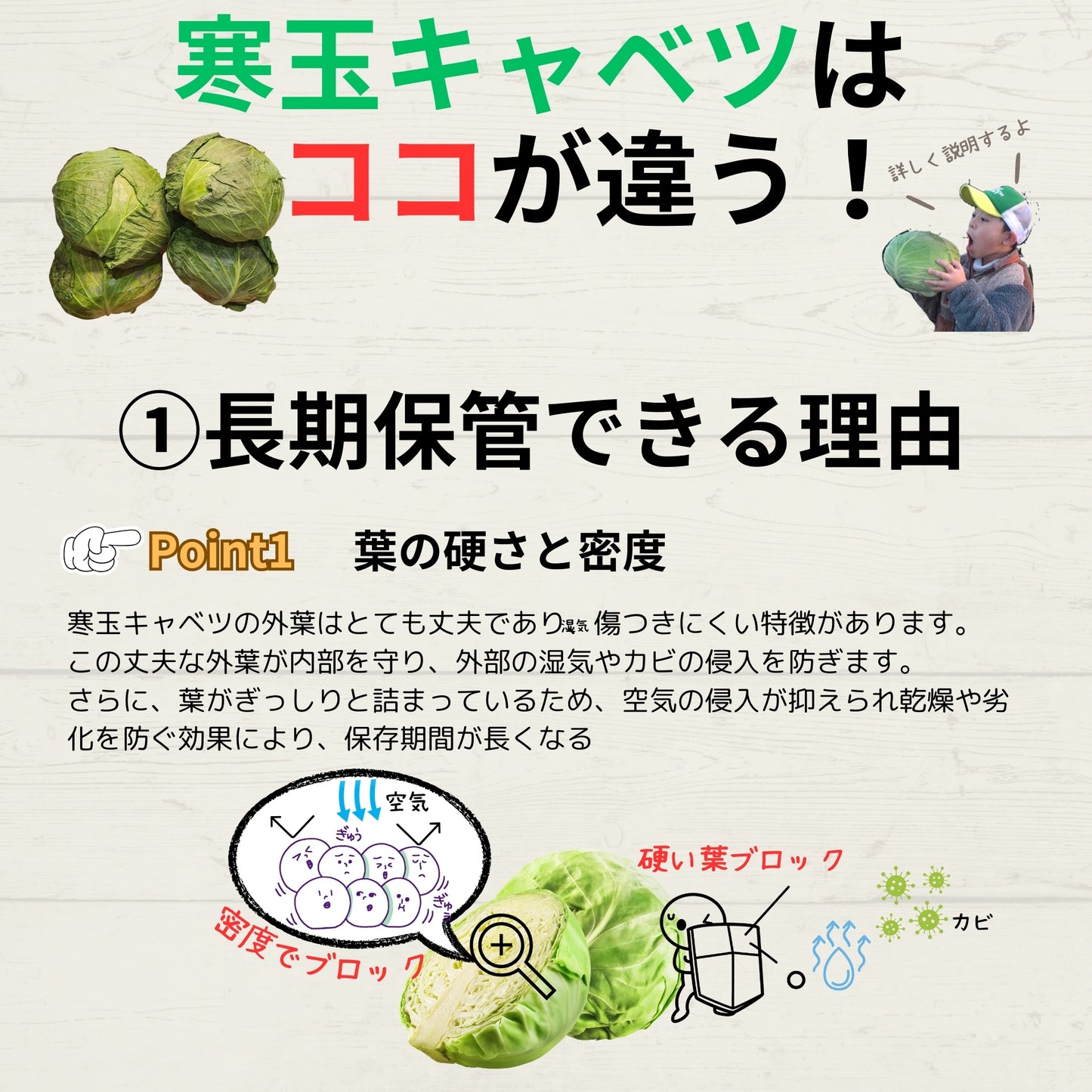 【長期保存可市販のキャベツの3倍】冬眠キャベツ4玉セット