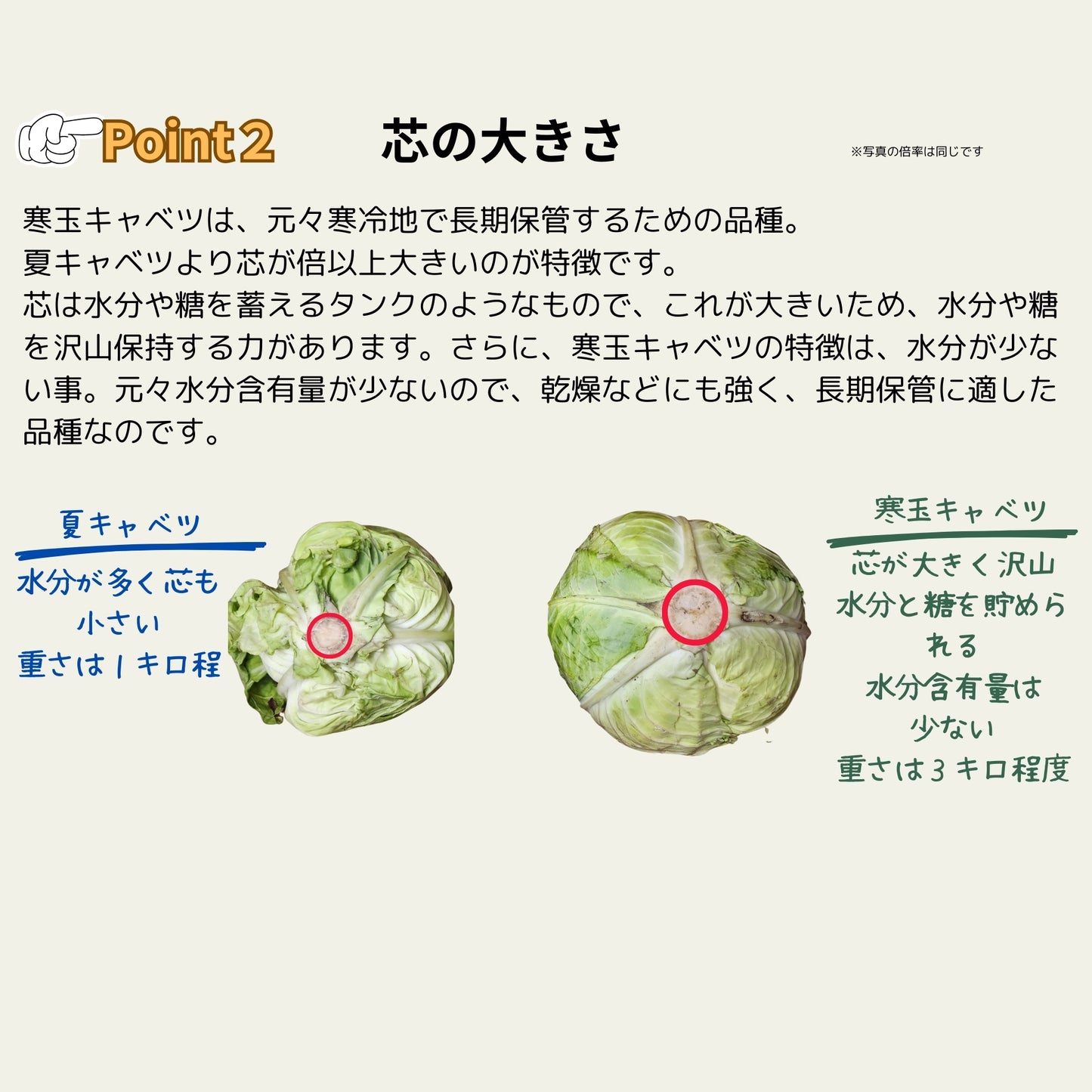 【長期保存可市販のキャベツの3倍】冬眠キャベツ4玉セット