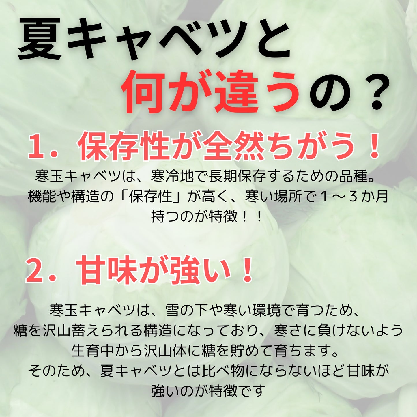 【長期保存可市販のキャベツの3倍】冬眠キャベツ4玉セット