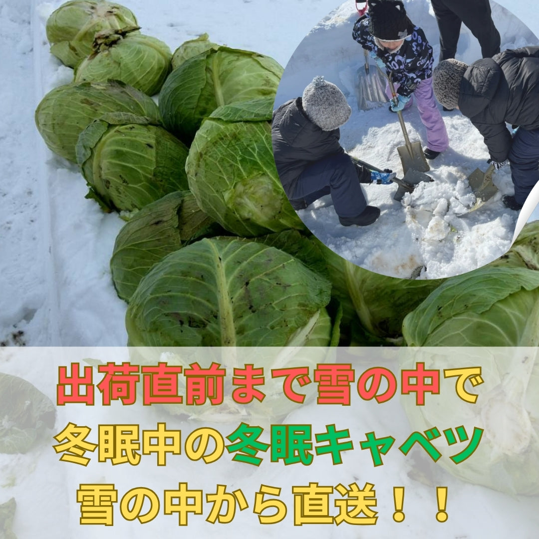 【長期保存可市販のキャベツの3倍】冬眠キャベツ4玉セット