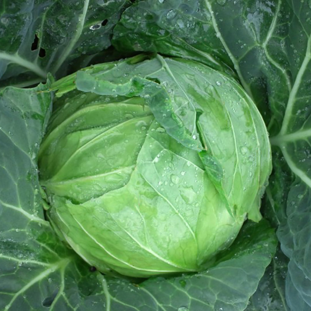 朝収穫されたキャベツ