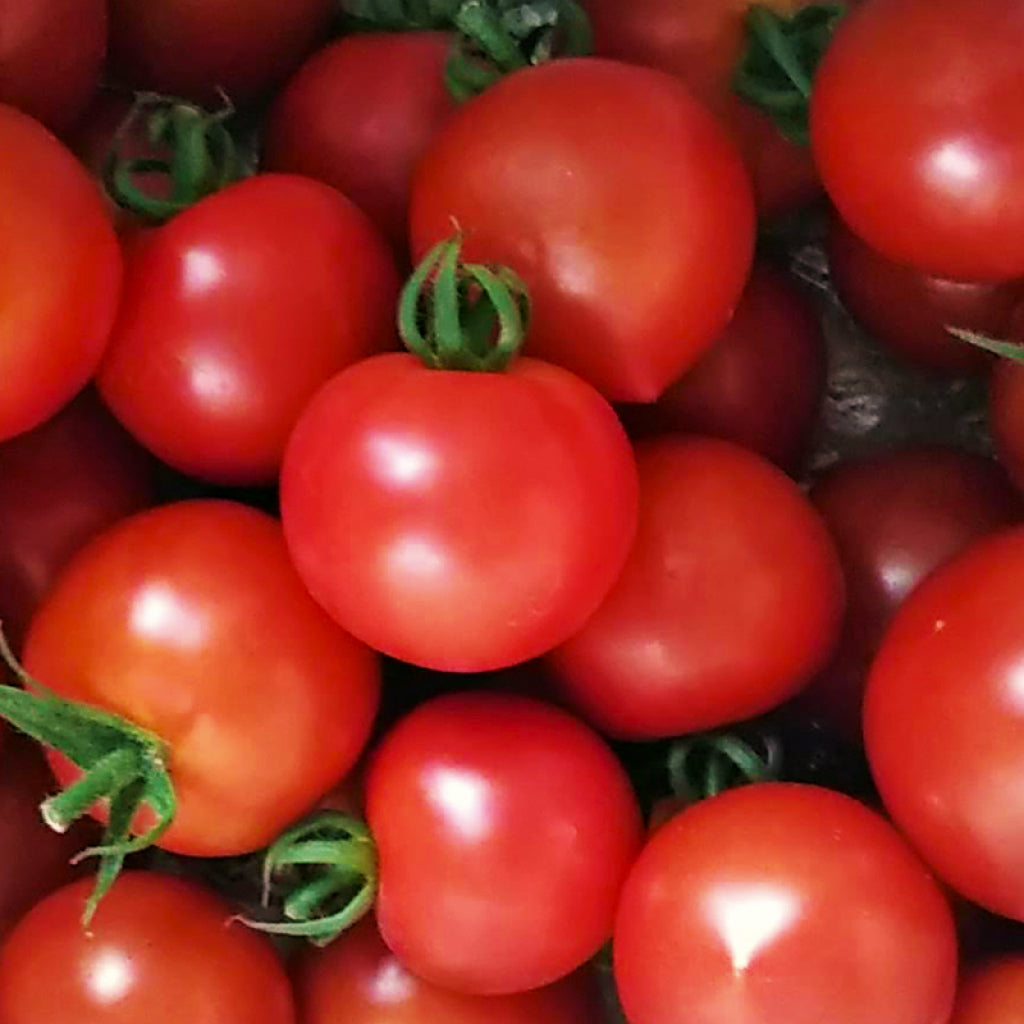 山盛りの中玉トマト