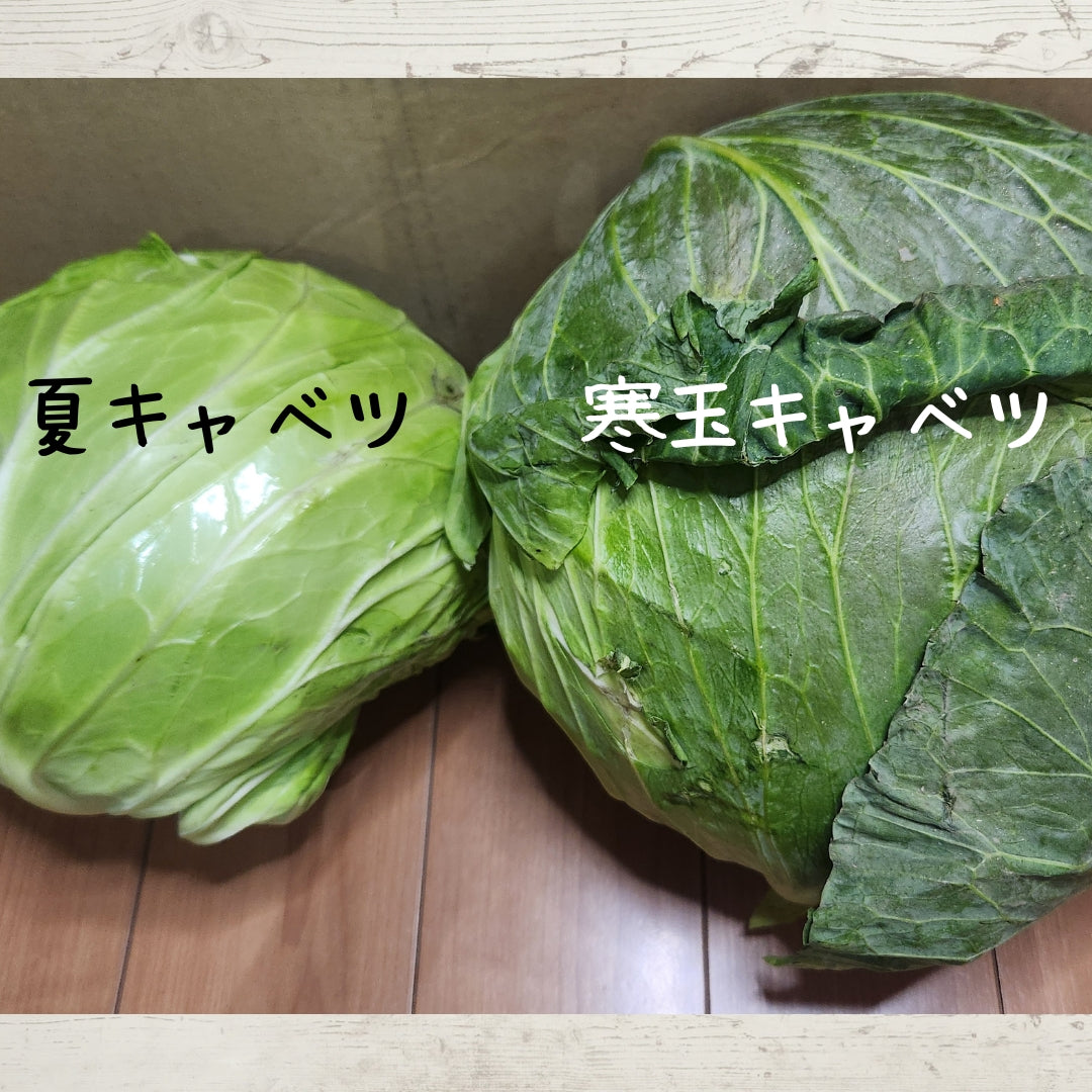 【長期保存可市販のキャベツの3倍】冬眠キャベツ4玉セット