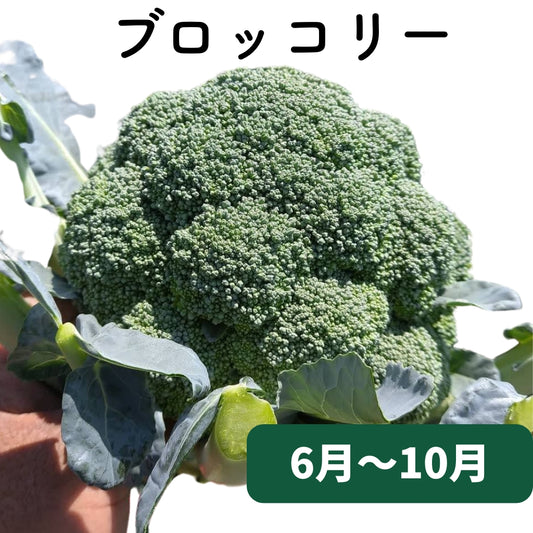 ブロッコリー