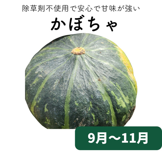 かぼちゃ