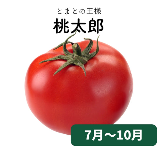 桃太郎とまと