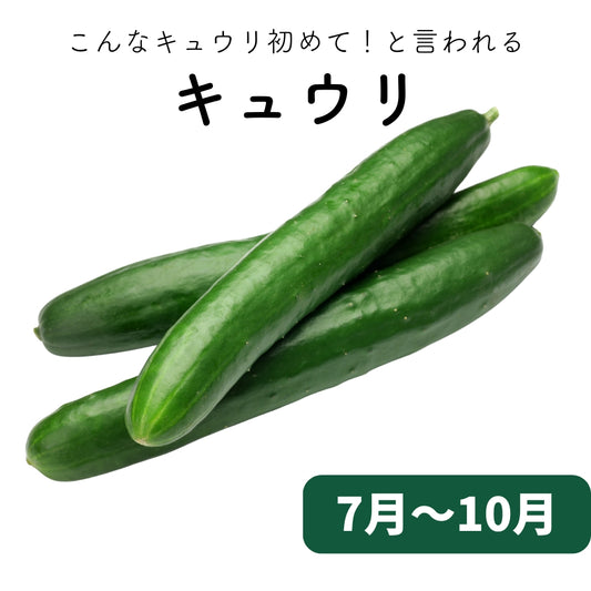 きゅうり