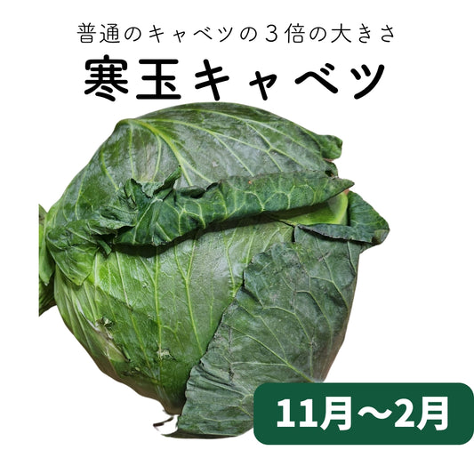 寒玉キャベツ