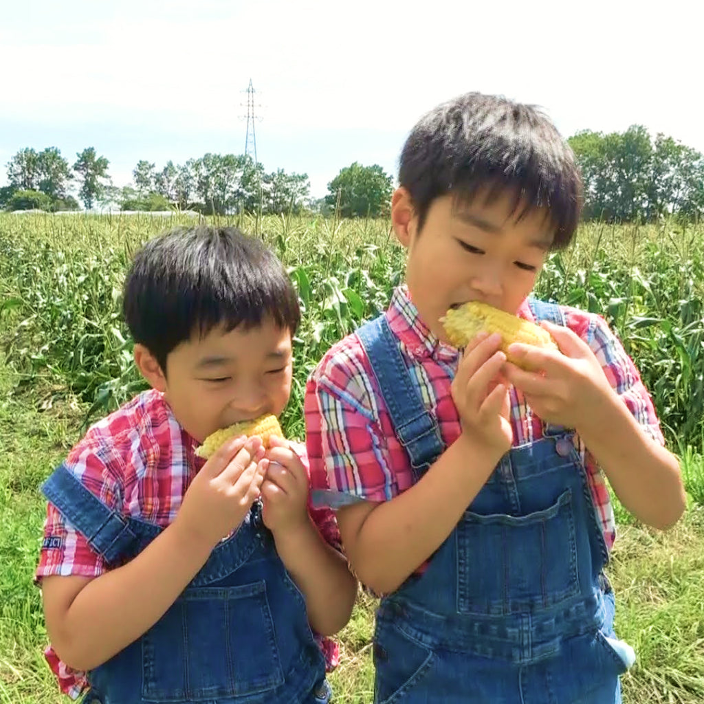 兄弟がトウモロコシ畑でとうもろこしを食べている
